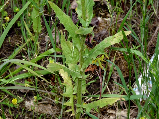{Crepis pulchra}